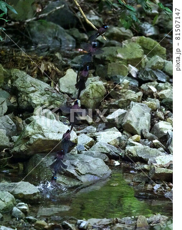 水浴び後、枝に戻るサンコウチョウ_7カット連写の合成 81507147