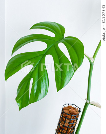 Rhaphidophora tetrasperma or Mini Monstera indoor plant Rhaphidophora tetrasperma or Mini Monstera indoor plant 81507345