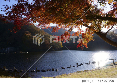 碓氷湖_ダム湖 81507350