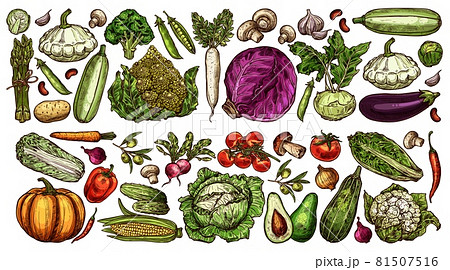 hand drawn farm and garden ripe vegetables set hand drawn farm and garden ripe vegetables set 81507516