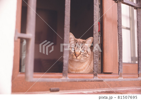 スペイングラナダ、アルバイシン地区の窓から覗く猫 81507695