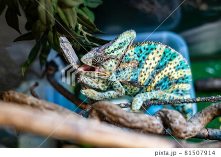 Multicolored chameleon on green tree at tropical forest or zoo. Wild bright reptile or exotic animal 81507914