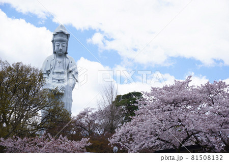 桜_白衣大観音 81508132