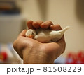 手のひらで眠る文鳥のヒナ 81508229