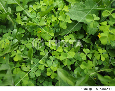 三つ葉と四つ葉 三つ葉と四つ葉 81508241