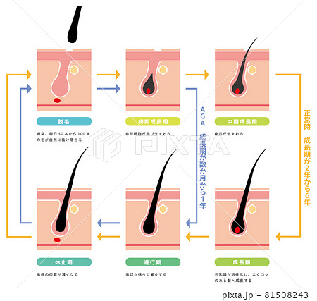 Hair growth cycle | Stages of hair growth – Neofollics