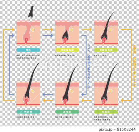 Hair growth cycle 01 81508244