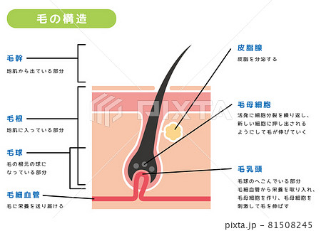 毛髪の構造02 81508245