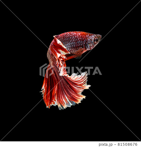 Movement beautiful of colorful siamese betta fish or half moon betta splendens fighting fish in thailand on black color background. underwater animal or pet concept. 81508676