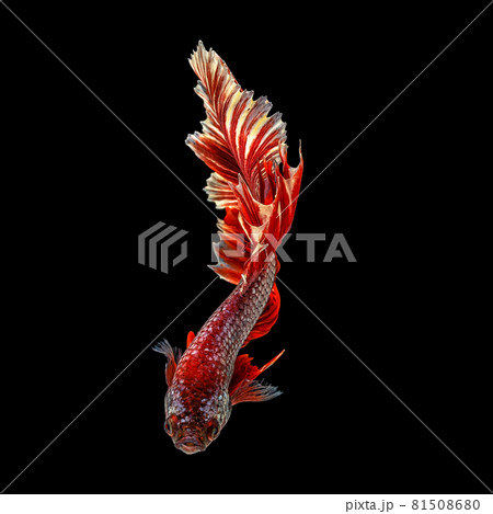Movement beautiful of colorful siamese betta fish or half moon betta splendens fighting fish in thailand on black color background. underwater animal or pet concept. 81508680