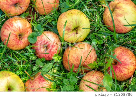 Fresh ripe organic  apples on the grass fall top view 81508786