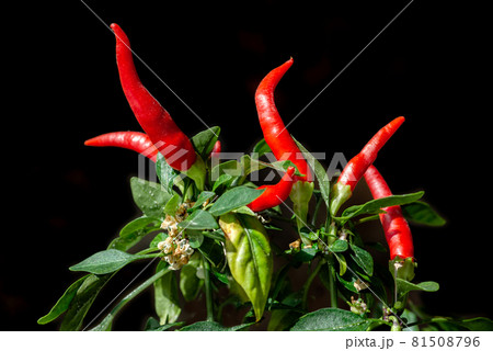 Hot red chili peppers growin on the bush Hot red chili peppers growin on the bush 81508796