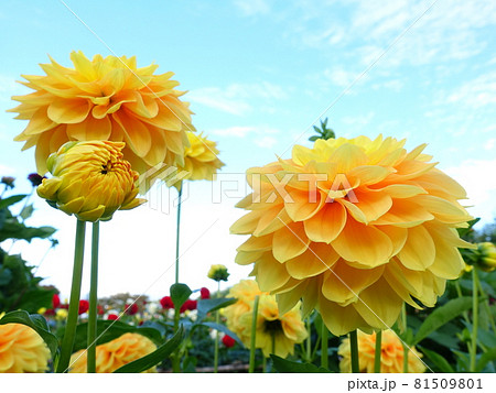 満開のダリア　天竺牡丹 81509801