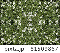 白いアリッサムの花の図柄 81509867