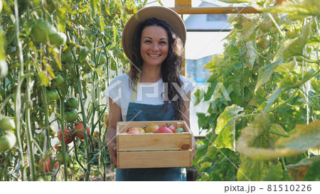 Happy farmer in hat with the produce from the tomato garden. Tomatoes ripening in a greenhouse. Ripe and unripe grape tomatoes farm, Fresh tomatoes plants. 81510226