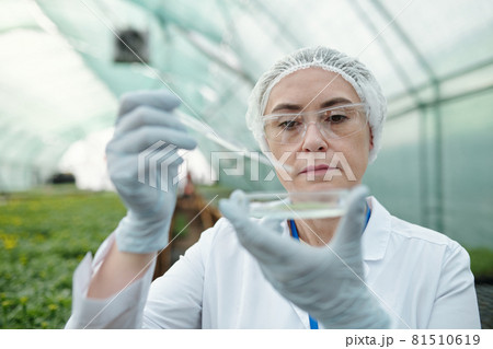 Contemporary biological expert dropping fluid in petri dish Contemporary biological expert dropping fluid in petri dish 81510619