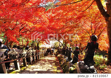 伊勢原市　大山寺本堂前石段から見下ろした鮮やかな紅葉 81510667