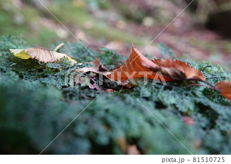 苔の上の枯れ葉 苔の上の枯れ葉 81510725