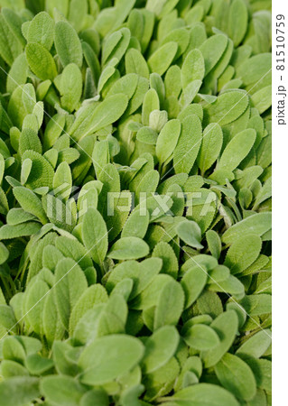 Part of large flowerbed with green leaves of garden flowers Part of large flowerbed with green leaves of garden flowers 81510759