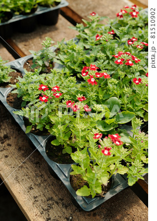 Large group of small plastic pots with blooming flowers Large group of small plastic pots with blooming flowers 81510902