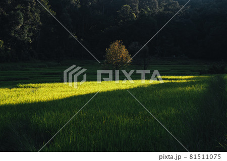 Rice field Aerial view of rice fields Rice field Aerial view of rice fields 81511075