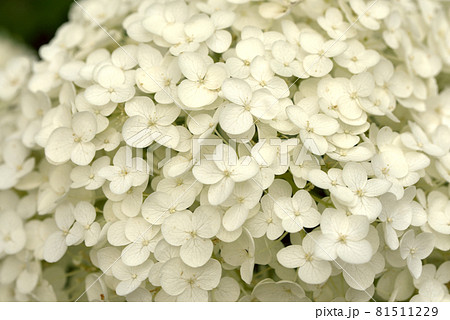 紫陽花 アジサイ ホワイト 紫陽花 アジサイ ホワイト 81511229