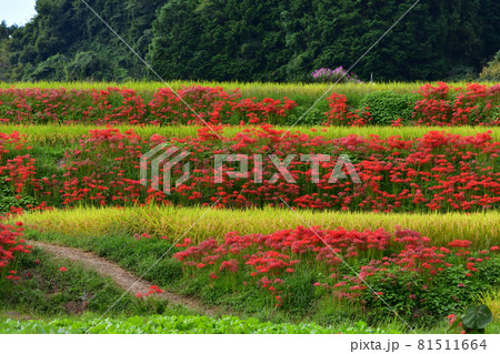 葛城一言主神社周辺のヒガンバナ 81511664