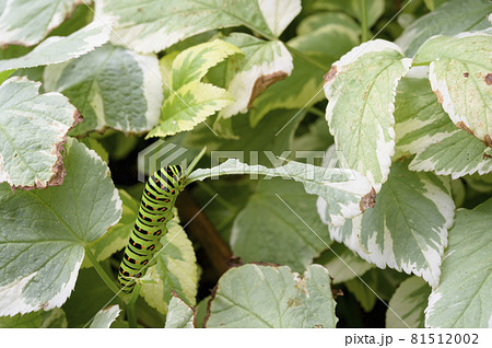 キアゲハの幼虫（小学校三年生の学習教材） 81512002