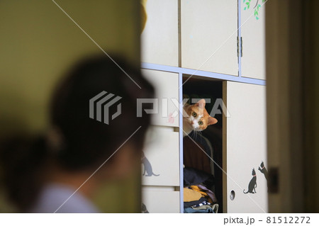 cat speak with the owner in the bedroom 81512272