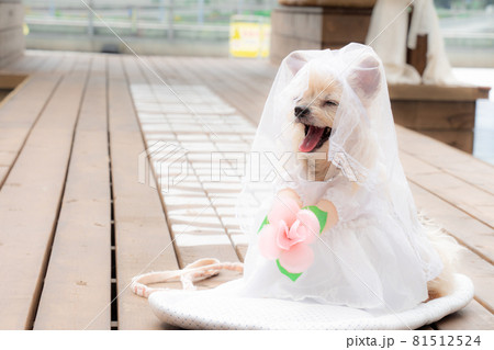 笑うわんこ 81512524