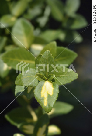 Wintercreeper Blondy Wintercreeper Blondy 81512690