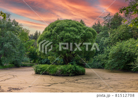 A small pond with trees on the banks A small pond with trees on the banks 81512708