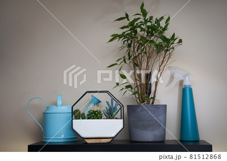 Watering can, sprayer and houseplants on the shelf Watering can, sprayer and houseplants on the shelf 81512868