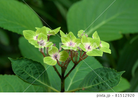 紫陽花 アジサイ グリーン 紫陽花 アジサイ グリーン 81512920