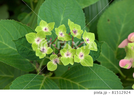 紫陽花 アジサイ グリーン 紫陽花 アジサイ グリーン 81512924