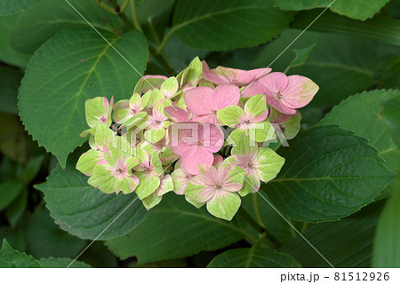 紫陽花 アジサイ グリーン×ピンク 紫陽花 アジサイ グリーン×ピンク 81512926