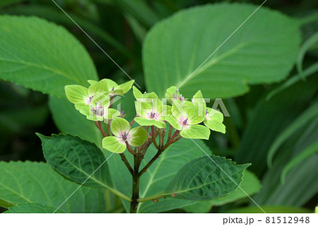 紫陽花 アジサイ グリーン 紫陽花 アジサイ グリーン 81512948