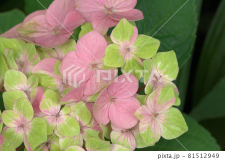 紫陽花 アジサイ グリーン×ピンク 紫陽花 アジサイ グリーン×ピンク 81512949