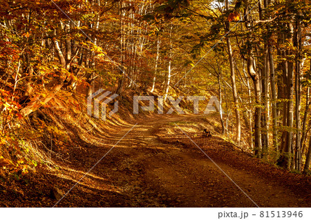 Pathway in the autumnal forest Pathway in the autumnal forest 81513946