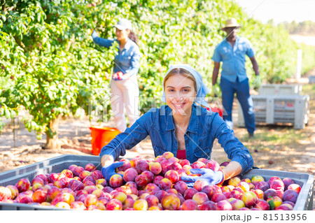 Female gardener posing near big crate with plums Female gardener posing near big crate with plums 81513956