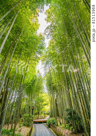 （静岡県）修善寺温泉、竹林の小径 81513968