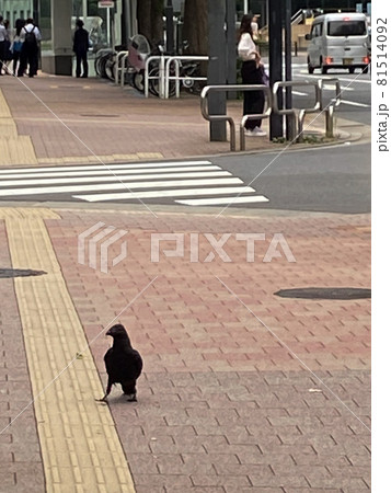 (都市風景)都会のカラスが歩道を闊歩してゐる「休め」の姿勢 (都市風景)都会のカラスが歩道を闊歩してゐる「休め」の姿勢 81514092