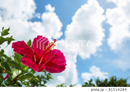沖縄のイメージ 青い空と赤いハイビスカスの写真素材