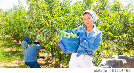 Successful Asian female gardener showing harvested peaches in orchard Successful Asian female gardener showing harvested peaches in orchard 81514460