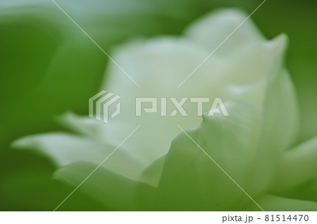 梅雨の時期に我が家に咲いたクチナシの花 梅雨の時期に我が家に咲いたクチナシの花 81514470
