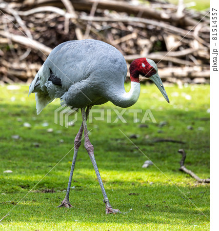 Sarus crane, Grus antigone also known as Indian sarus crane 81514557