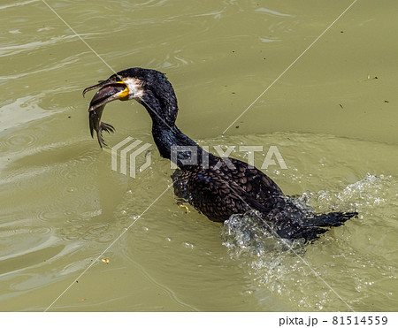 The great cormorant, Phalacrocorax carbo swimming on a lake and eating fish 81514559