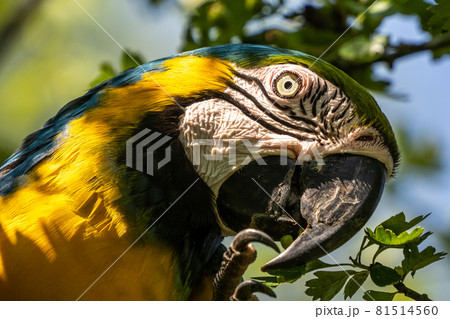The Blue-and-yellow Macaw, Ara ararauna is a large South American parrot 81514560