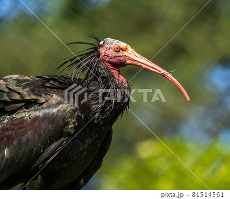 Northern Bald ibis, Geronticus eremita in the zoo 81514561
