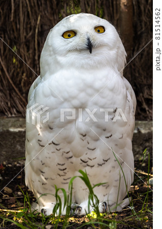 The Snowy Owl, Bubo scandiacus is a large, white owl of the owl family 81514562